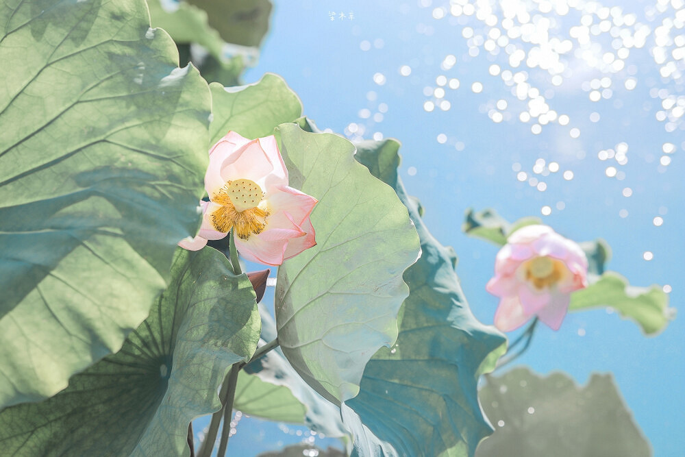 一生好運的網名推薦