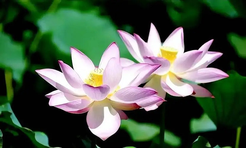 一生好運的網名推薦