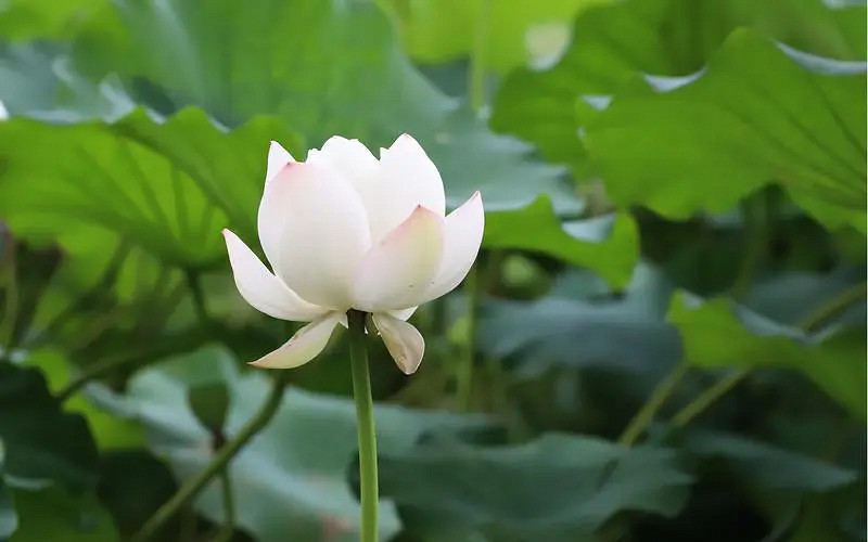 有詩意名字大全