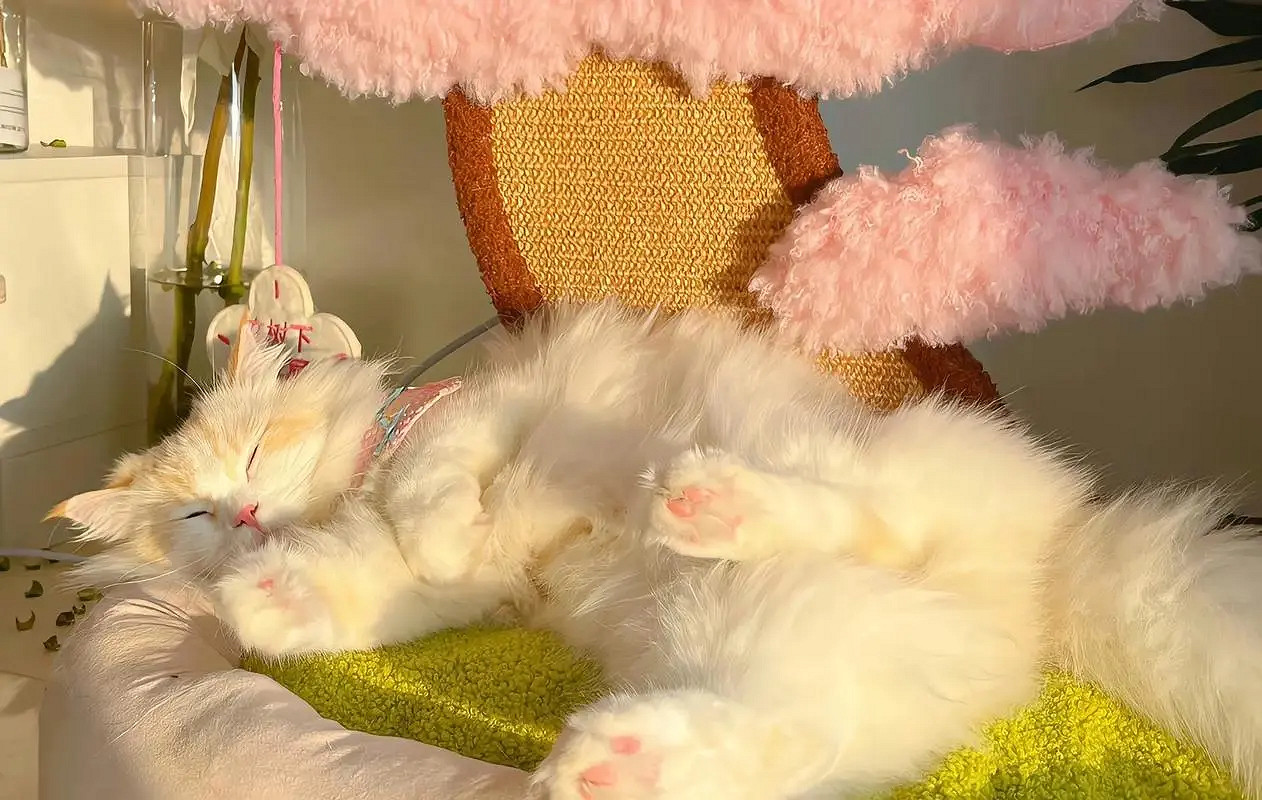 《英雄聯盟》ins甜系仙女網名一覽