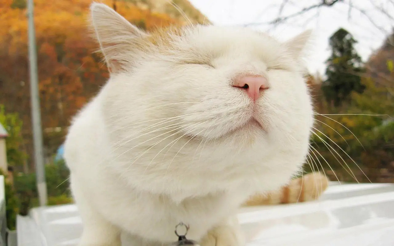 《英雄聯盟》第一眼就心動的網名大全