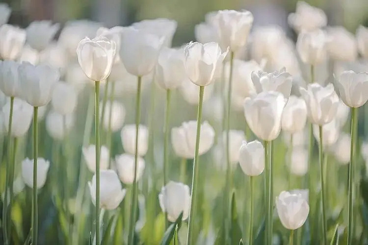 《英雄聯盟》一看就舒服的網名大全 《英雄聯盟》一看就舒服的網名大全