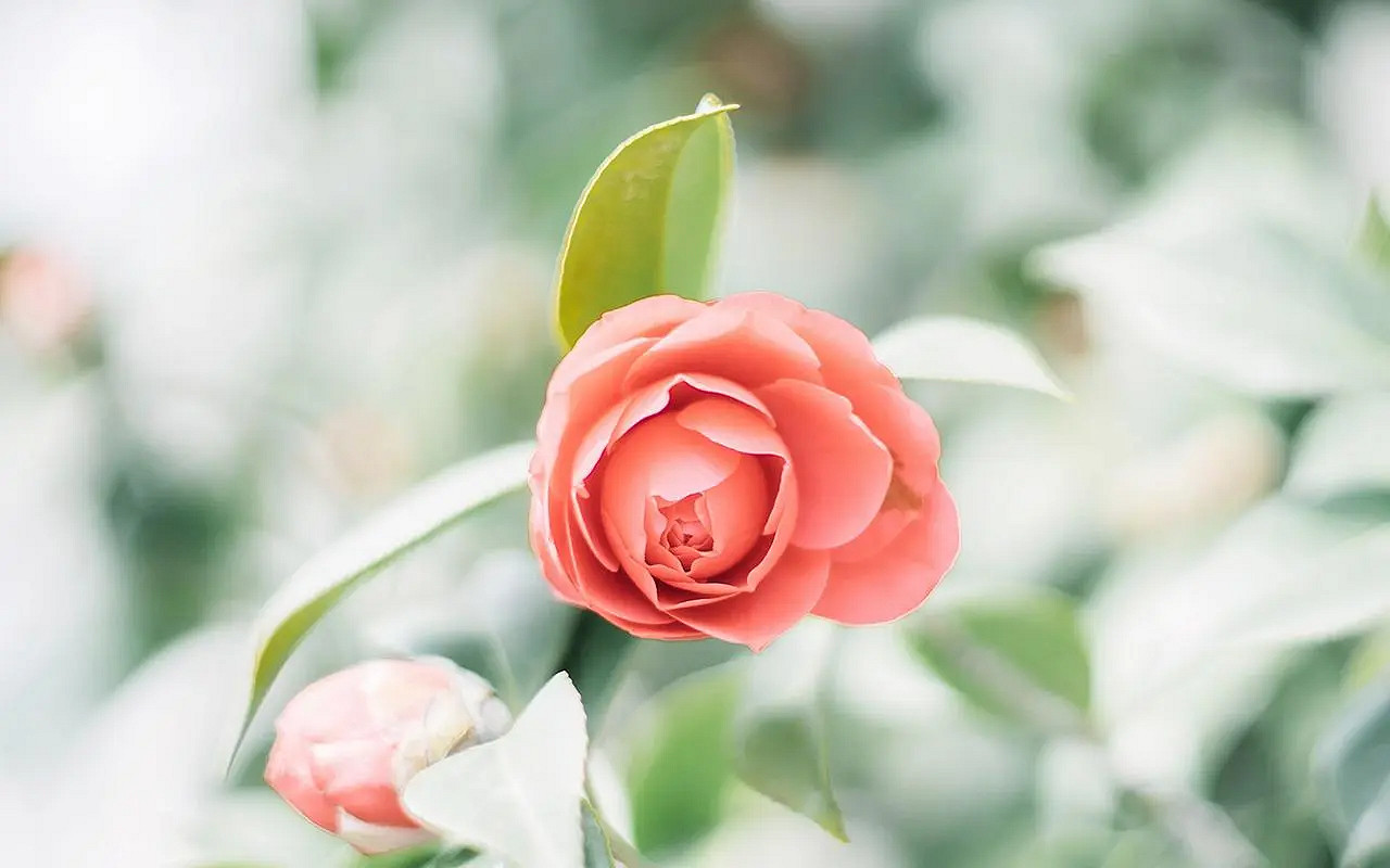 《英雄聯盟》好聽又難忘的網名匯總