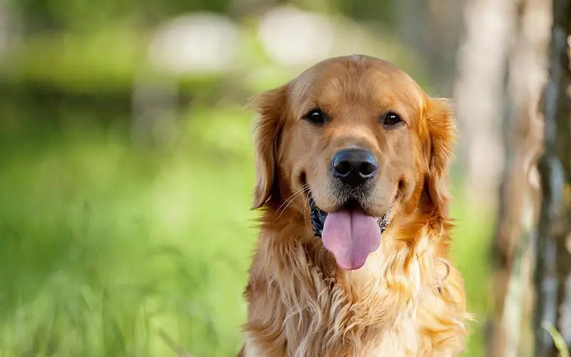 《英雄聯盟》又慫又可愛的遊戲名字介紹