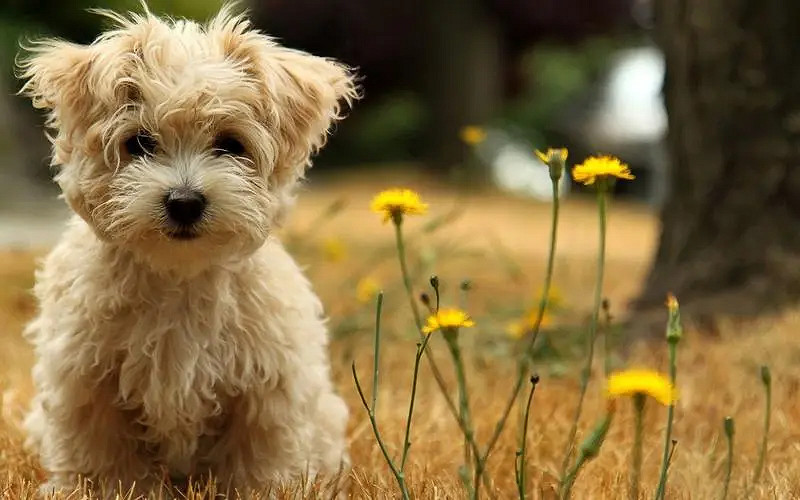 《英雄聯盟》又慫又可愛的遊戲名字介紹