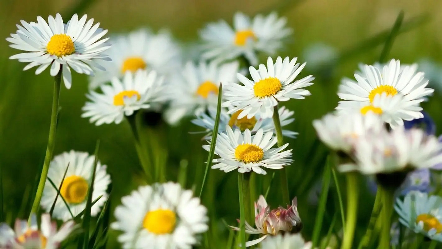 《英雄聯盟》好聽又難忘的網名匯總