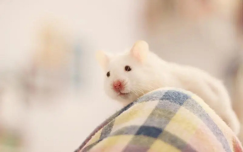 《英雄聯盟》又慫又可愛的遊戲名字介紹