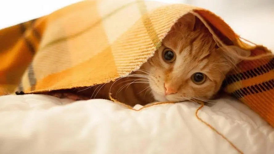 《英雄聯盟》洋氣的網名大全 《英雄聯盟》洋氣的網名大全