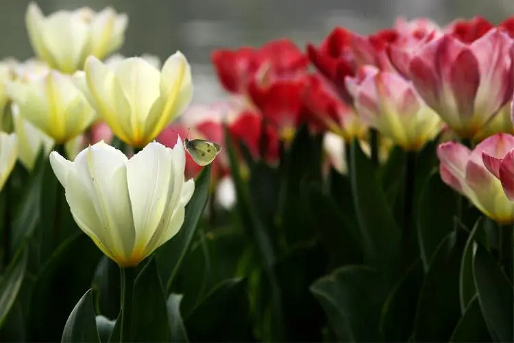 《英雄聯盟》低調的網名分享