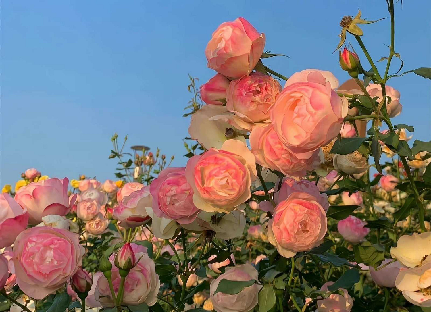 《英雄聯盟》讓人看了心情好的網名介紹