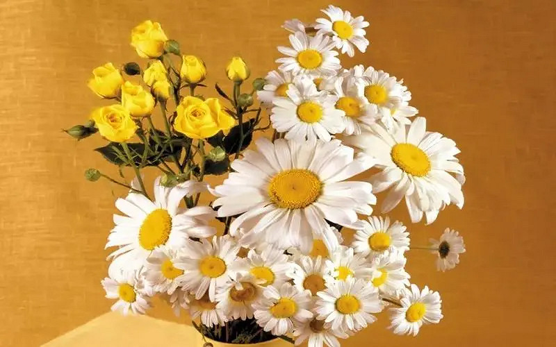 《英雄聯盟》女人有涵養的網名大全