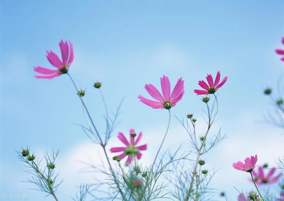 《英雄聯盟》女人有涵養的網名大全