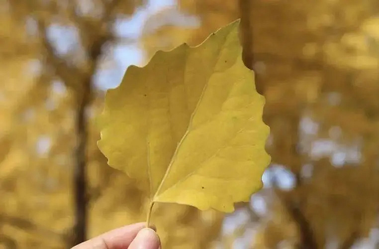 《英雄聯盟》成熟網名男人味大全