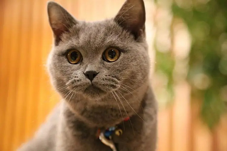 《英雄聯盟》個性網名暱稱大全