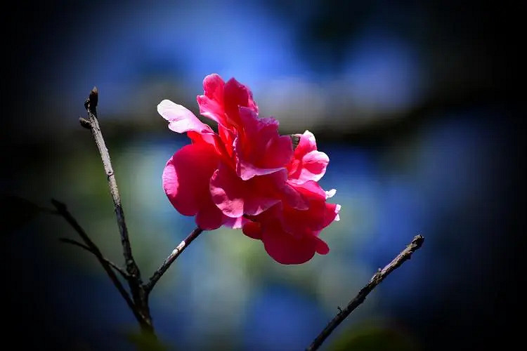 《英雄聯盟》低調的網名分享