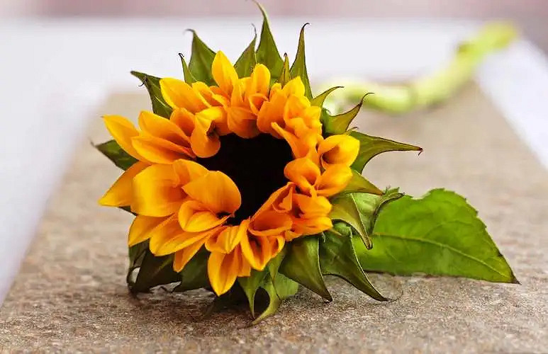 《英雄聯盟》取一個陽光正能量的網名一覽 《英雄聯盟》取一個陽光正能量的網名一覽