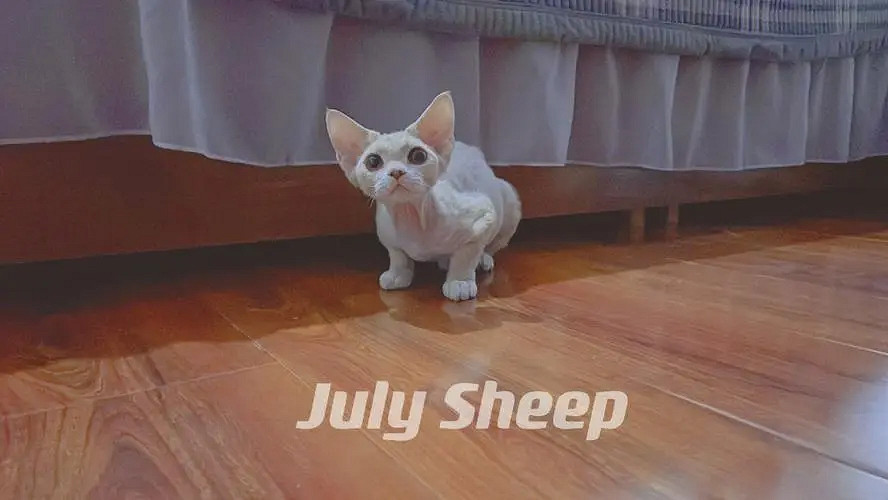 《英雄聯盟》洋氣的網名大全 《英雄聯盟》洋氣的網名大全