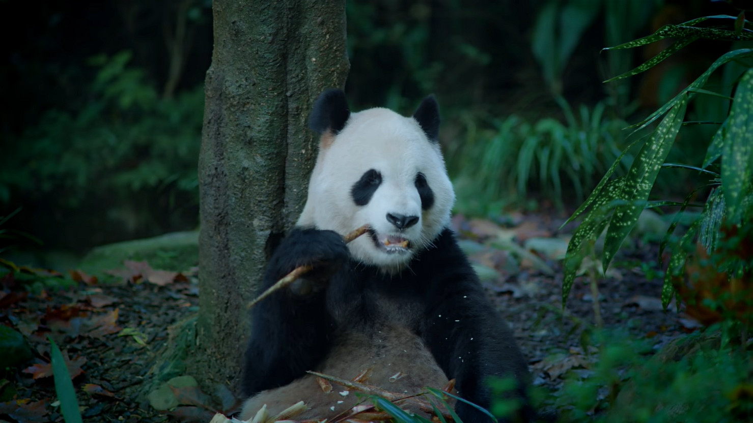 《英雄聯盟》2025全球總決賽冠亞軍決賽落地成都! 《英雄聯盟》2025全球總決賽冠亞軍決賽落地成都!