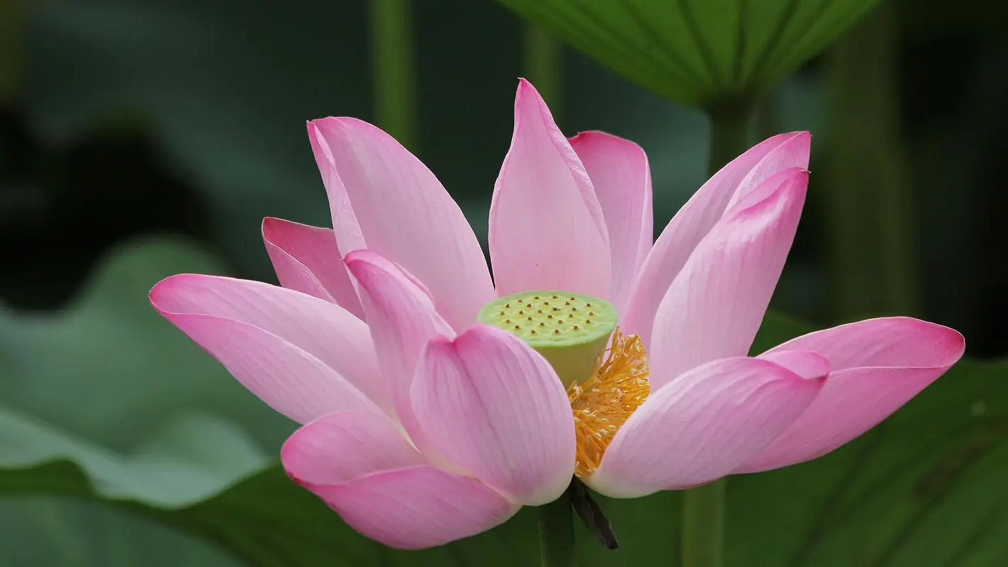 《英雄聯盟》好聽淡雅的網名推薦