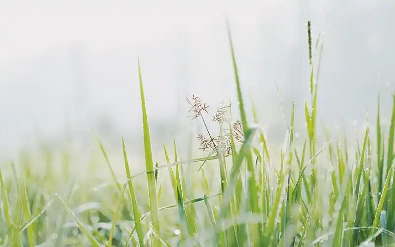 《英雄聯盟》清新網名介紹