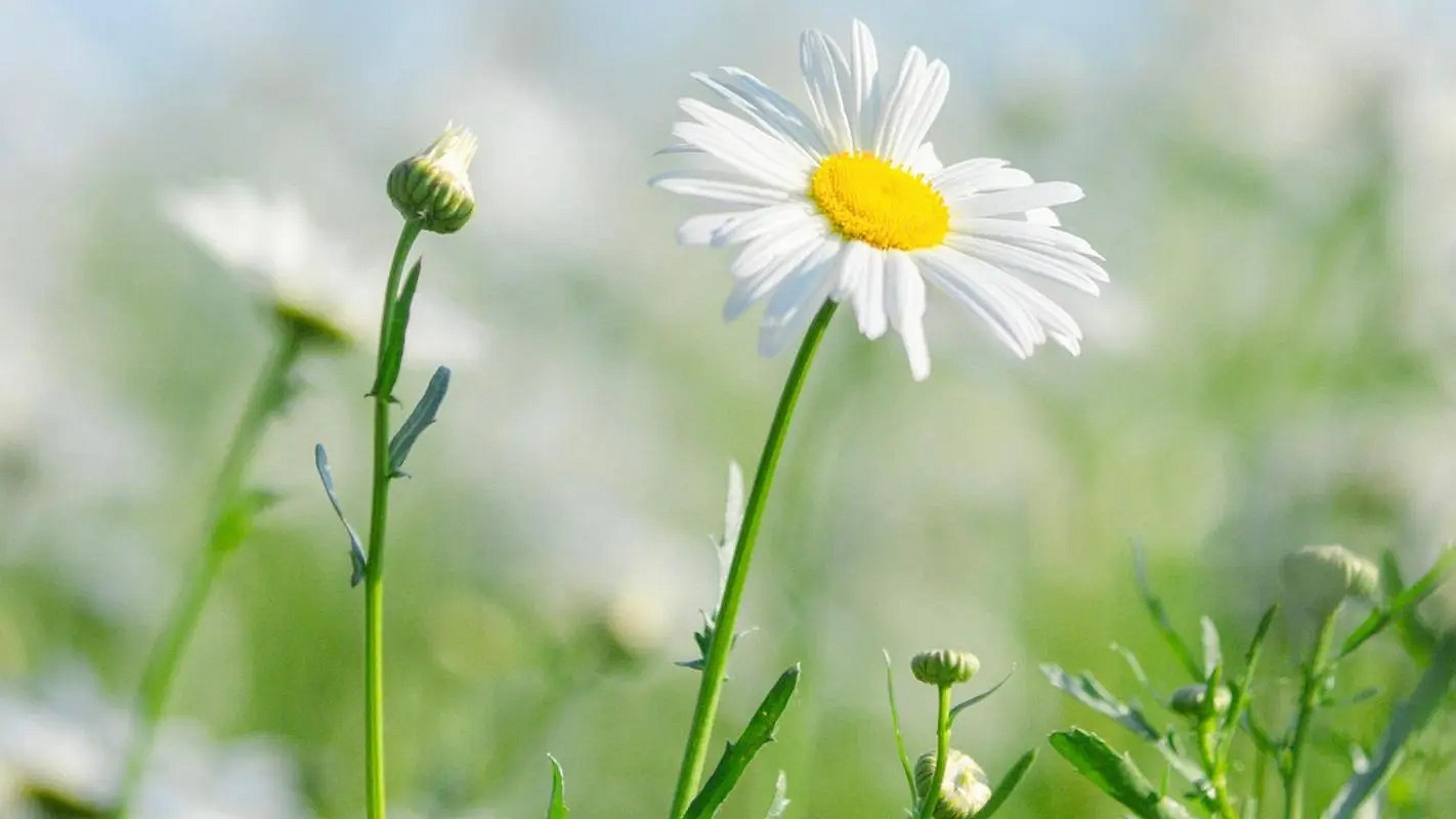 《英雄聯盟》好聽淡雅的網名推薦