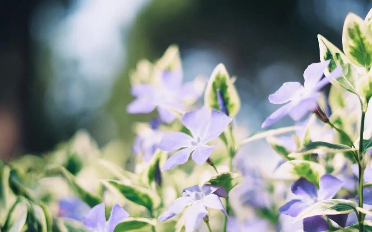 《英雄聯盟》高雅不俗的網名匯總