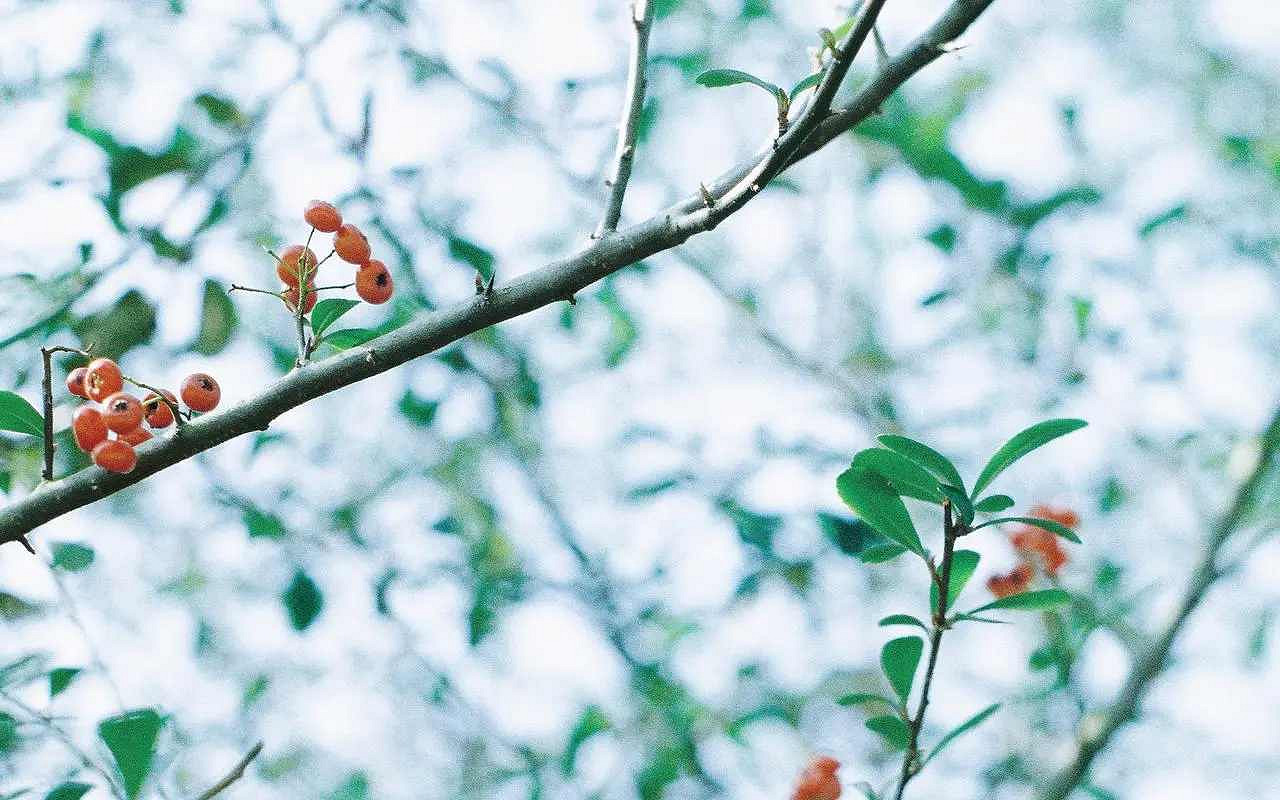 《英雄聯盟》高雅不俗的網名匯總