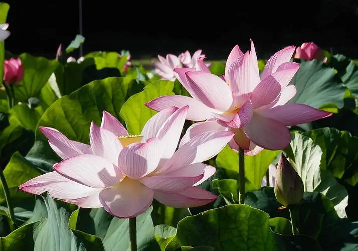 《英雄聯盟》寓意好的網名帶來好運介紹