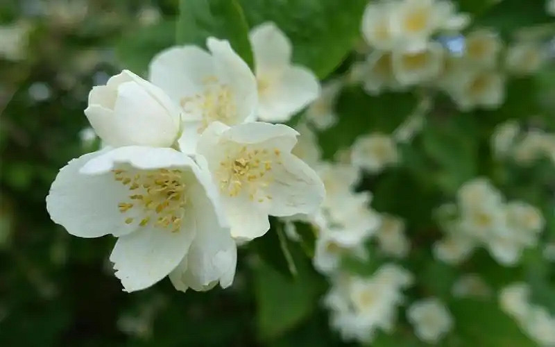 《英雄聯盟》好聽淡雅的網名推薦