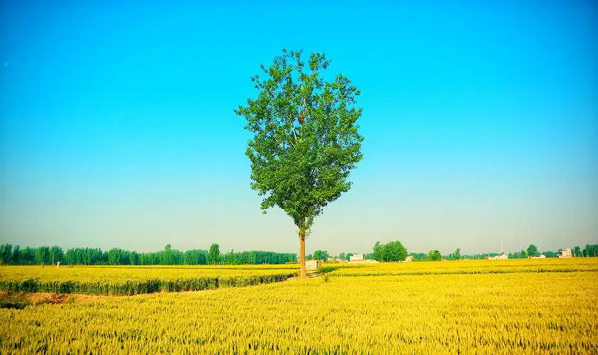 《英雄聯盟》40歲穩重有品位網名匯總