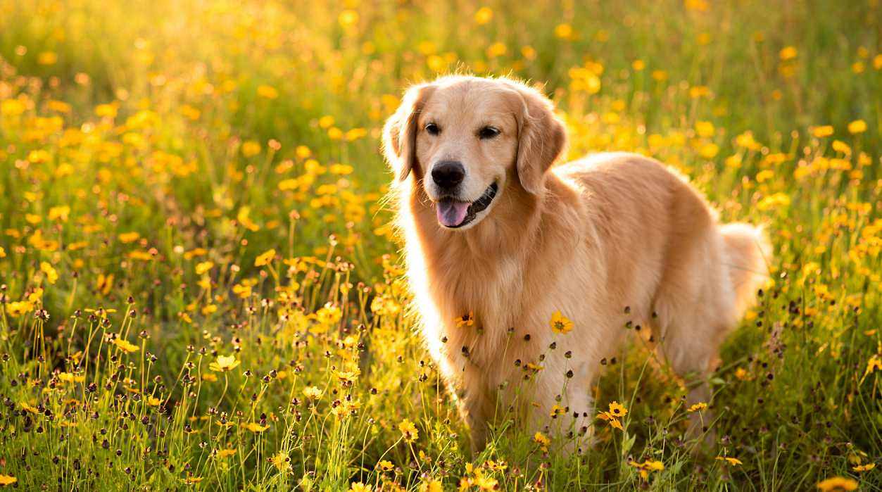 《英雄聯盟》一看就暖心的暱稱大全 《英雄聯盟》一看就暖心的暱稱大全