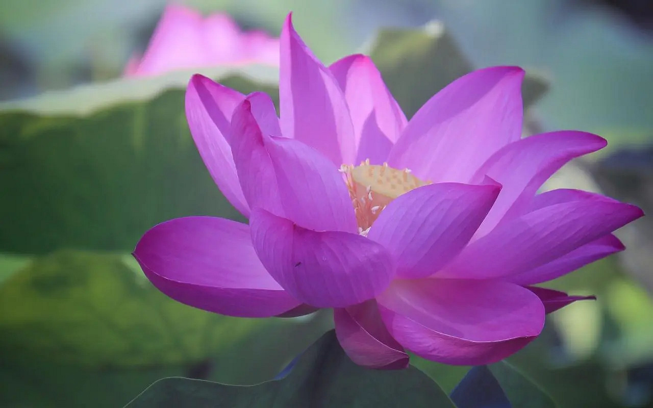 《英雄聯盟》女人淡然心靜唯美網名匯總