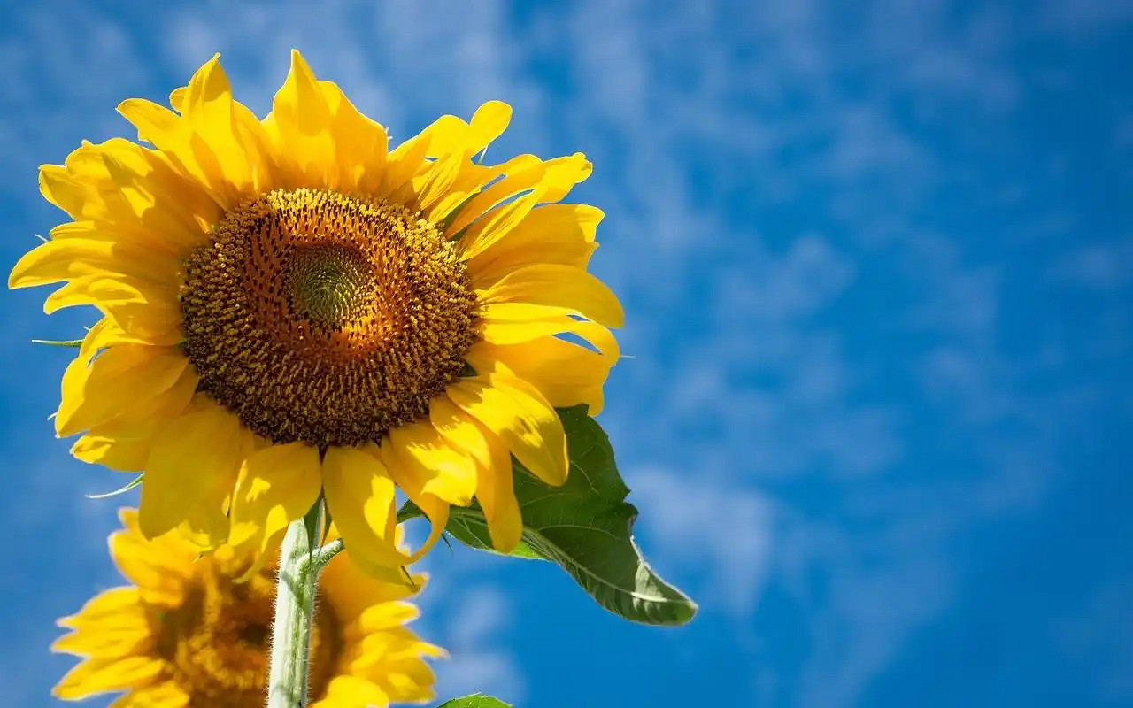 《英雄聯盟》一看就暖心的暱稱大全 《英雄聯盟》一看就暖心的暱稱大全