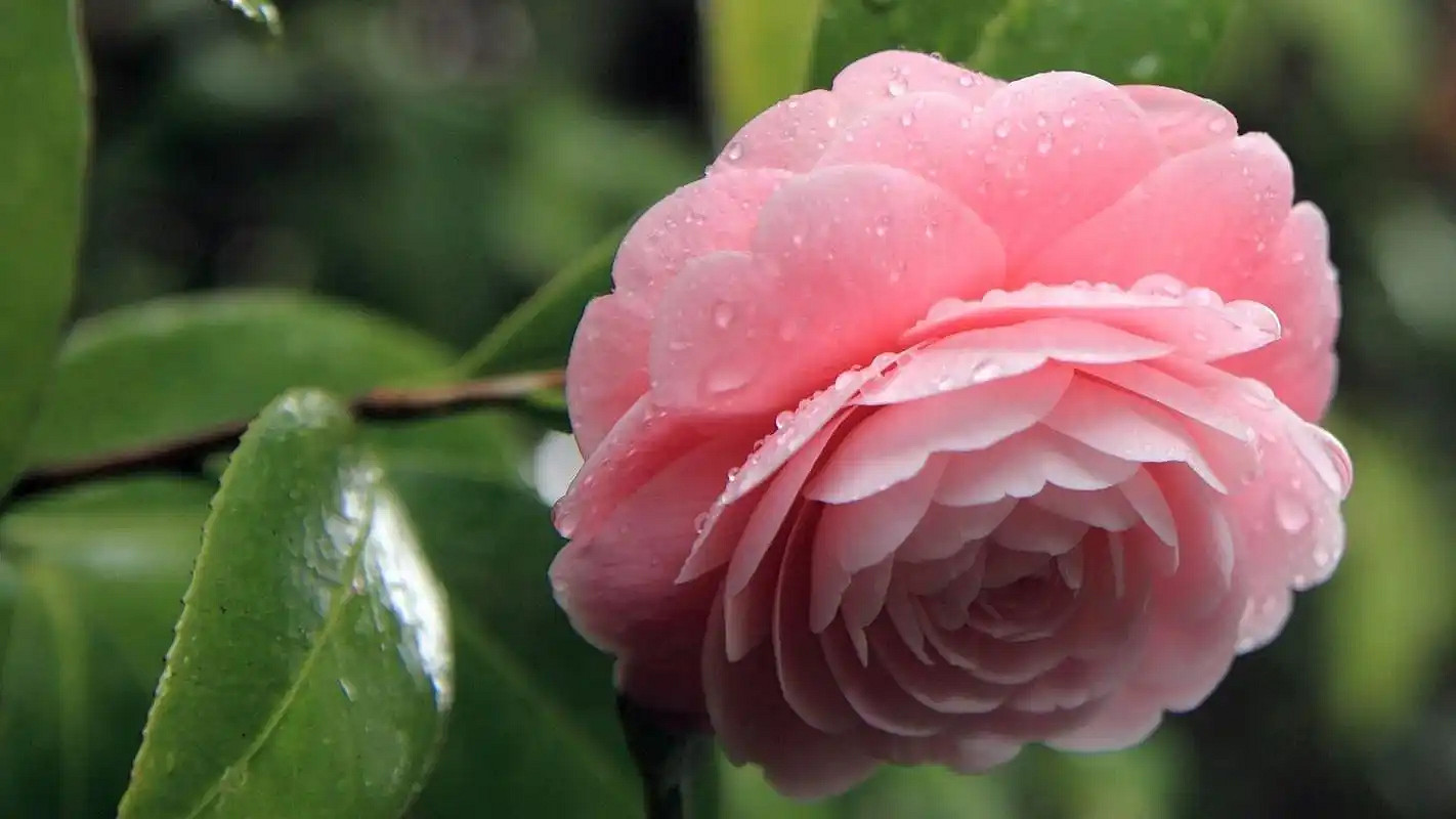 《英雄聯盟》女人淡然心靜唯美網名匯總