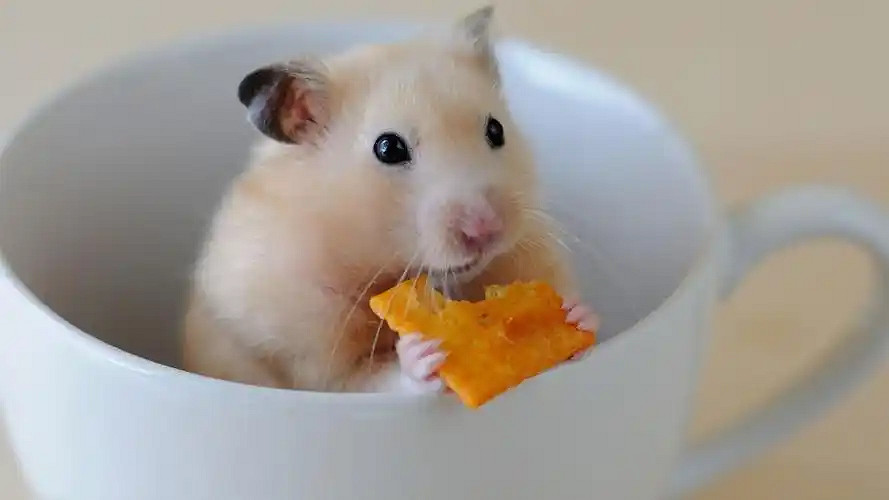 《英雄聯盟》呆萌可愛的暱稱大全