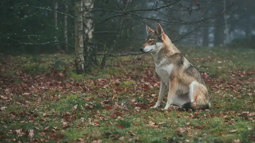 《英雄聯盟》最狠的網名大全