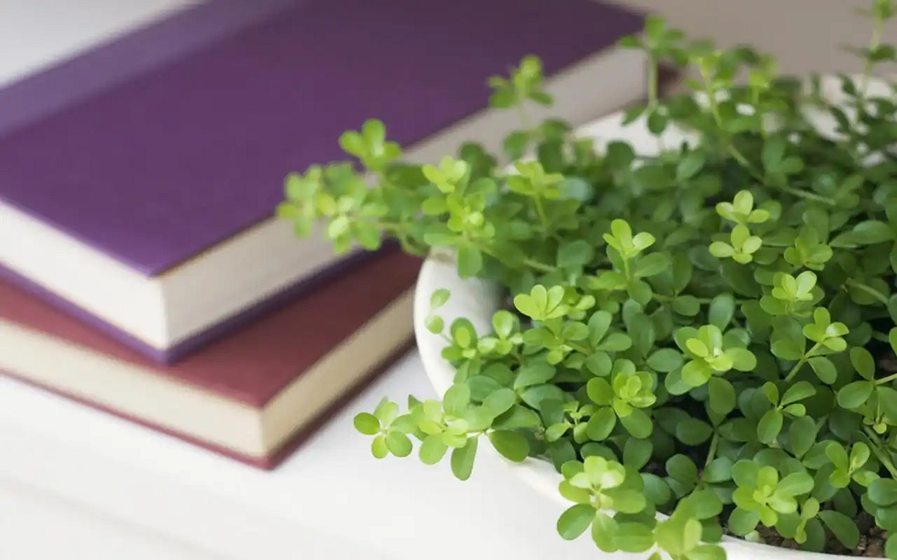 《英雄聯盟》好聽的小清新網名匯總