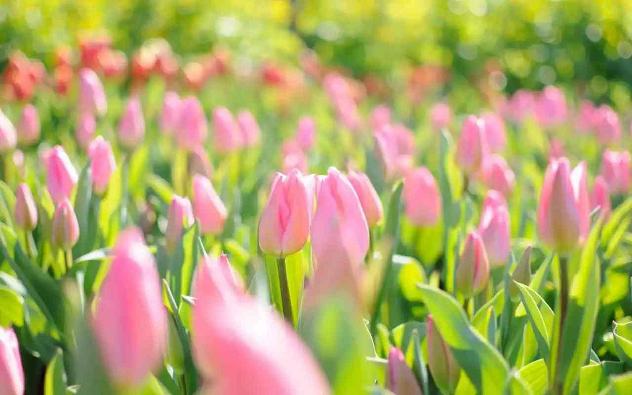 《英雄聯盟》好聽的小清新網名匯總