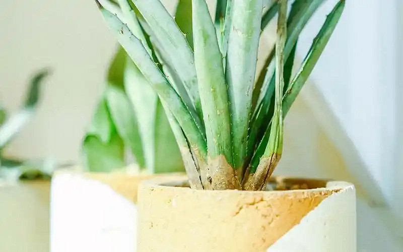 《英雄聯盟》唯美女生網名推薦