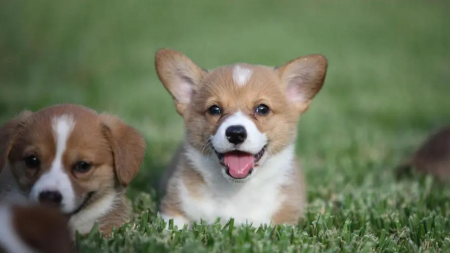 《英雄聯盟》呆萌可愛的暱稱大全