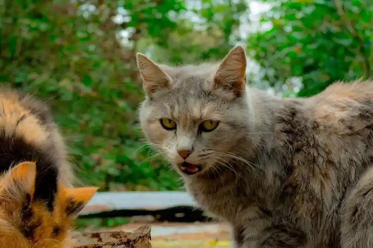 《英雄聯盟》最狠的網名大全