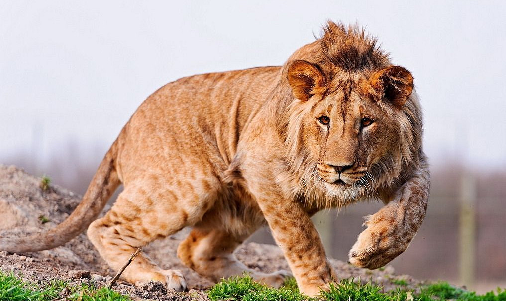 《英雄聯盟》最狠的網名大全