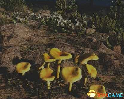 《往日不再》圖文白金攻略 全支線任務全收集攻略