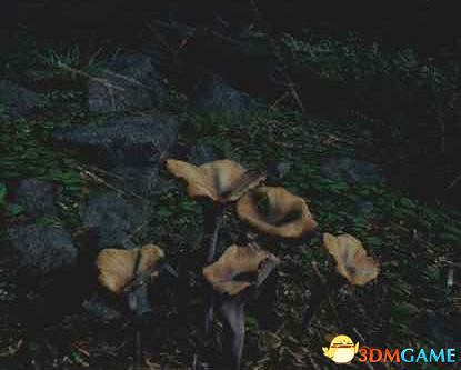 《往日不再》圖文白金攻略 全支線任務全收集攻略