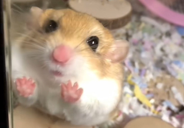 《最終幻想16》克勞德的配音演員私下竟是沙鼠愛好者