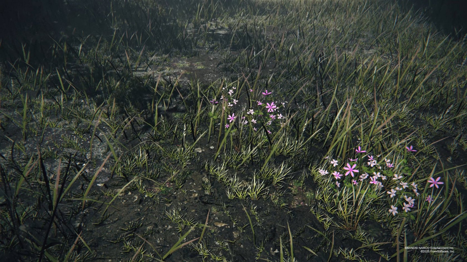 你從《黑夜君臨》預告片的哪一瞬間發現是艾爾登法環的？