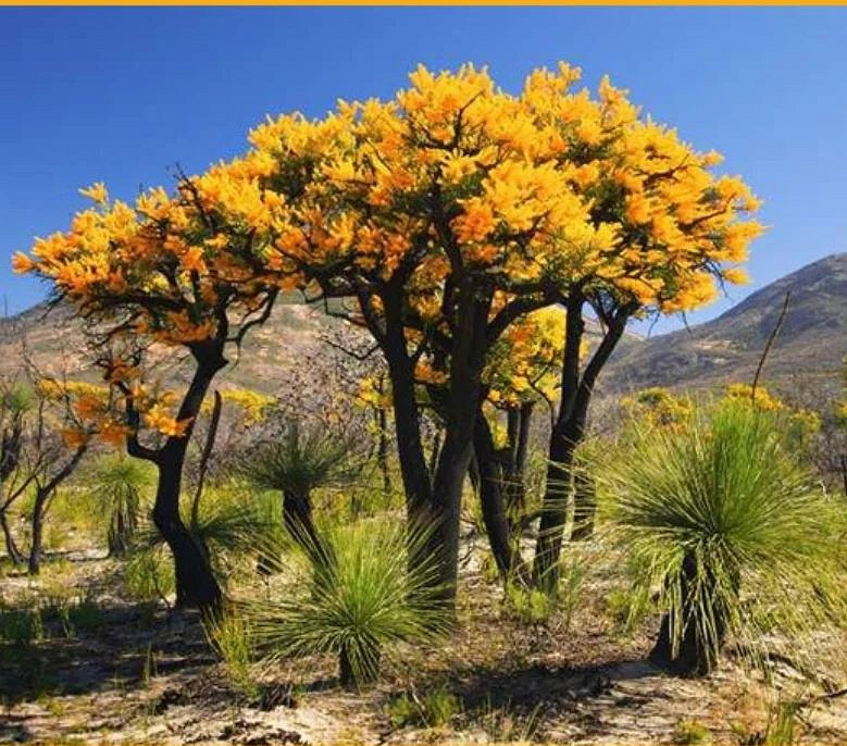 《艾爾登法環》粉絲稱 黃金樹靈感來源可能是一種聖誕樹