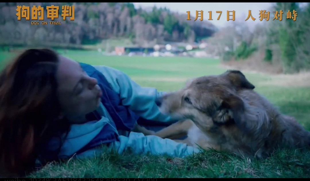電影《狗的審判》定檔 1月17日全國上映 電影《狗的審判》定檔 1月17日全國上映
