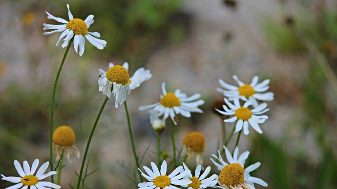 《英雄聯盟》我女朋友的媽媽雙字ID5分享