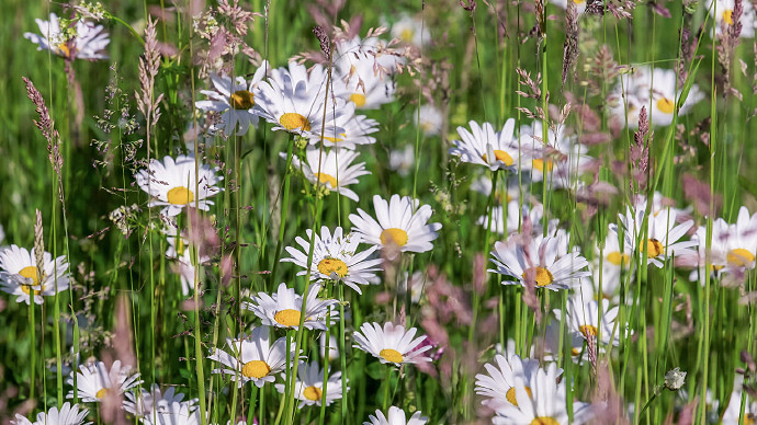 《英雄聯盟》我女朋友的媽媽雙字ID5分享